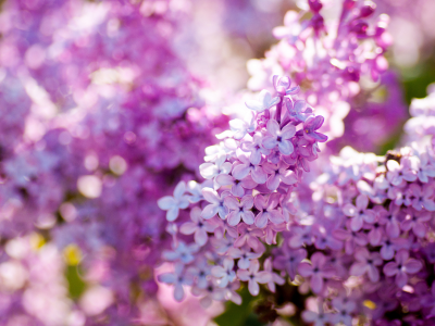 цветение, природа, Сирень, весна