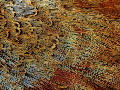 Текстура, перья экзотической птицы, animal texture