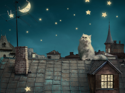 night, roof, fairytale, fantasy , moon, kitten, sky, Persian white cat, house, stars