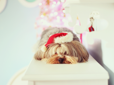 christmas, Настроения, новый год, праздник, собака, new year