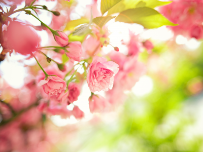 листья, весна, цветы, ветки, розовые, Дерево