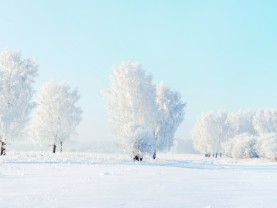 мороз, зима, Деревья, снег