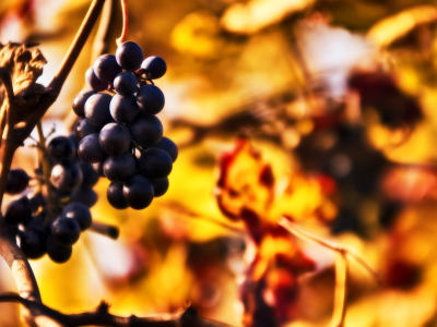 боке, размытость, грозди, осень, веточка, Виноград