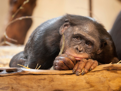 Бонобо, обезьяна, грусть, животные