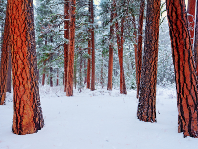 деревья, природа, Зима