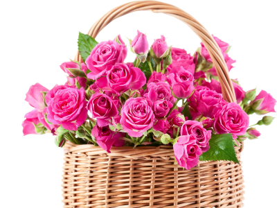 Розы, розовые, цветы, букет, красивые, корзина, корзинка