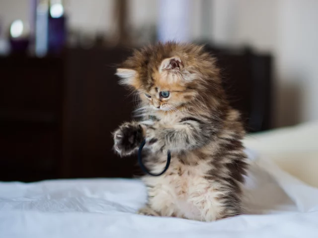 daisy, c benjamin torode, Котёнок