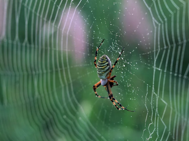 macro, паутина, nature, Паук