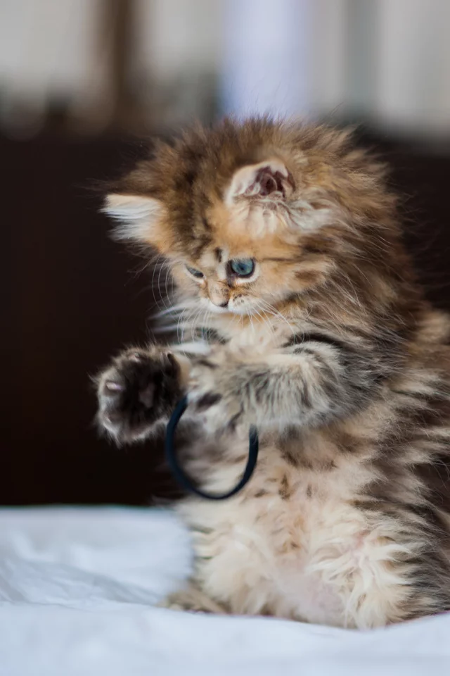 daisy, c benjamin torode, Котёнок