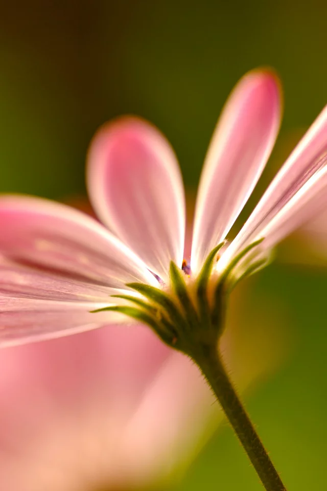 розовые, petals, pink, цветы, макро, macro, Flowers, лепестки