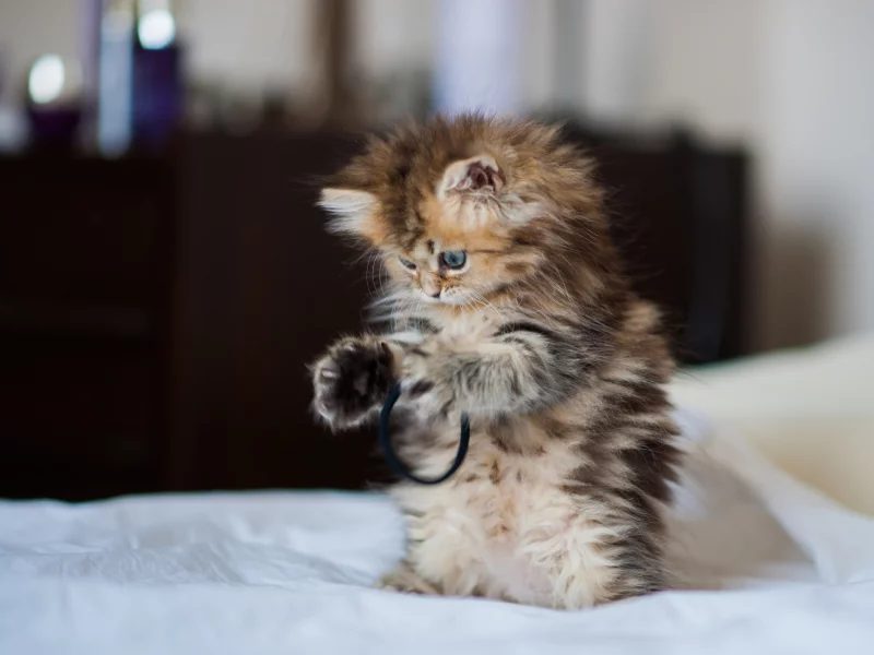 daisy, c benjamin torode, Котёнок