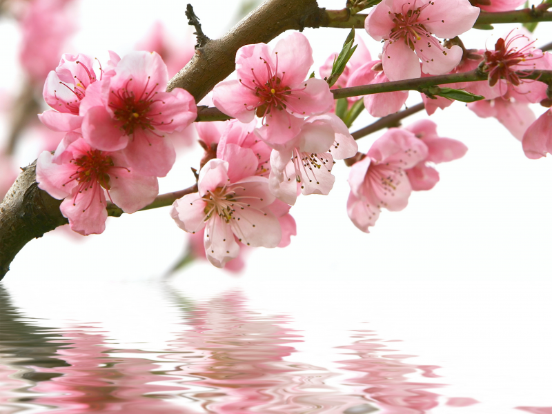 отражение, ветка, сакура, розовые, Весна, вода, цветы