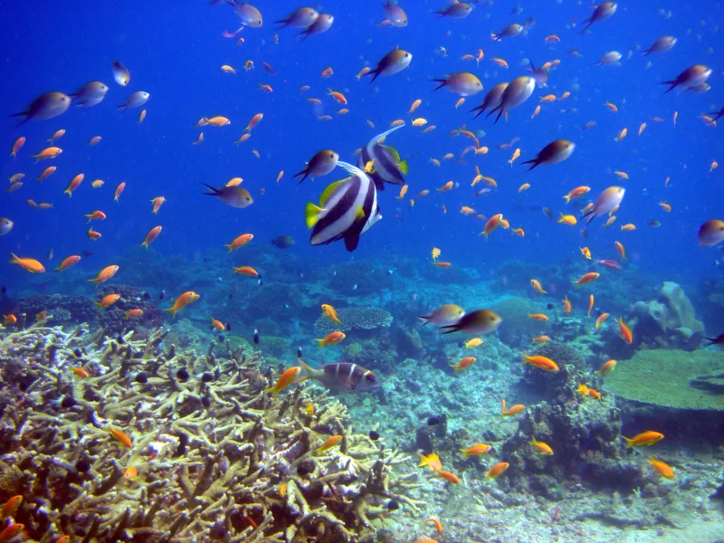 reef and fish, кораллы, Рыбы, подводный мир