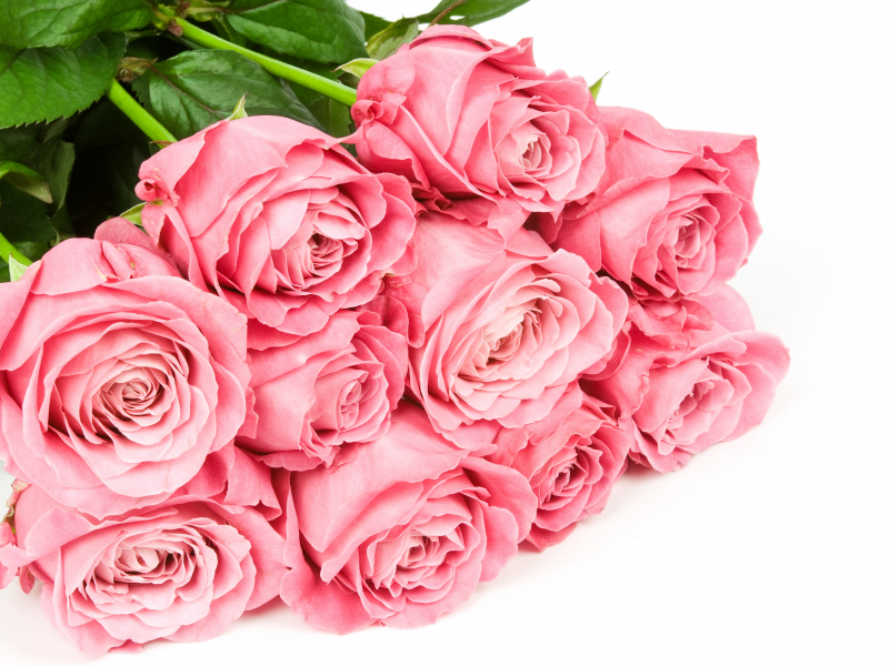розовые, Розы, цветы, белый фон, букет