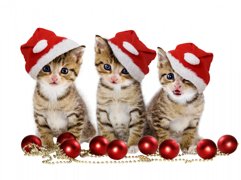 cats, magic, hat, beautiful, Christmas balls, beauty, red balls, merry christmas, sweet, pretty