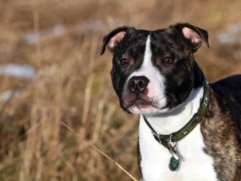 Staffordshire bull terrier