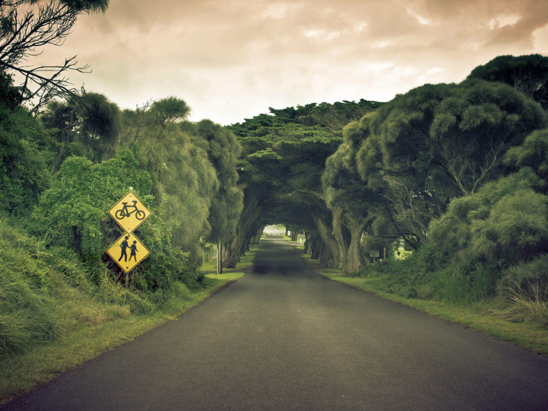 landscape, природа, trees, sky, деревья, Road, пейзаж, nature, дорога