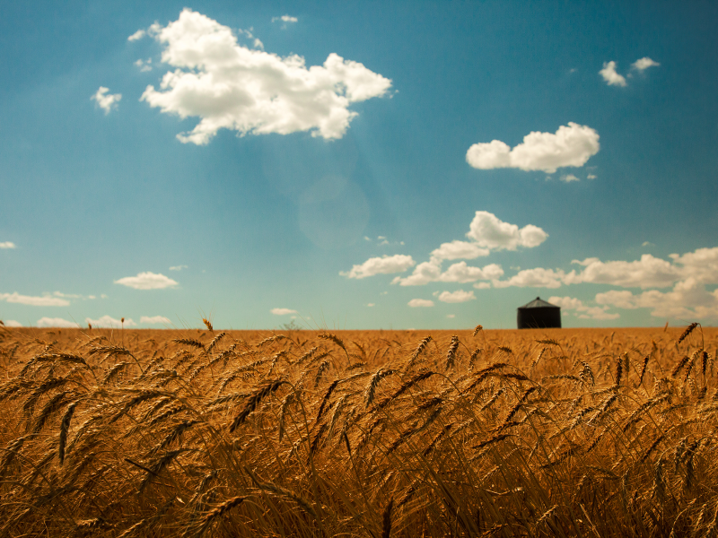 облака, пшеница, небо, Лето, колоски, золото, поле