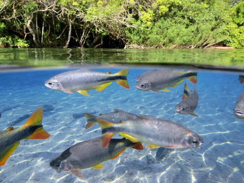 плавники, рыбы, водоём, хвост, Вода, стая, рябь, косяк