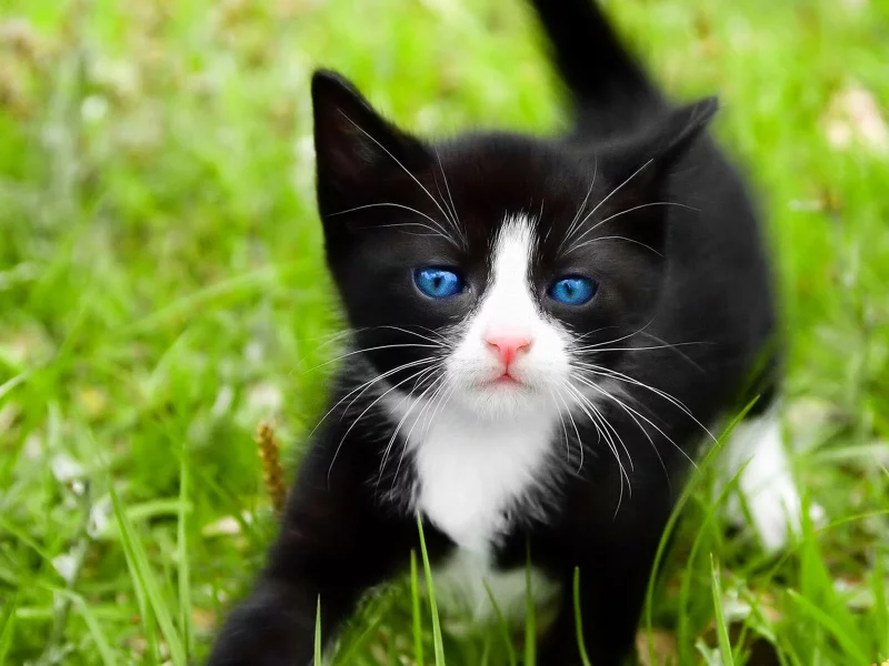 голубые глаза, черный, кошка, кот, Cat, трава, макро