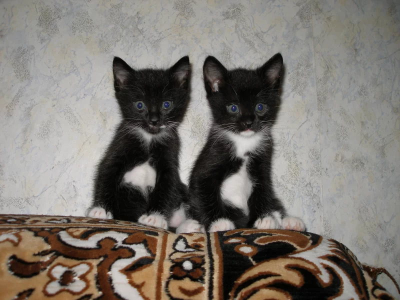 Кошки, котята