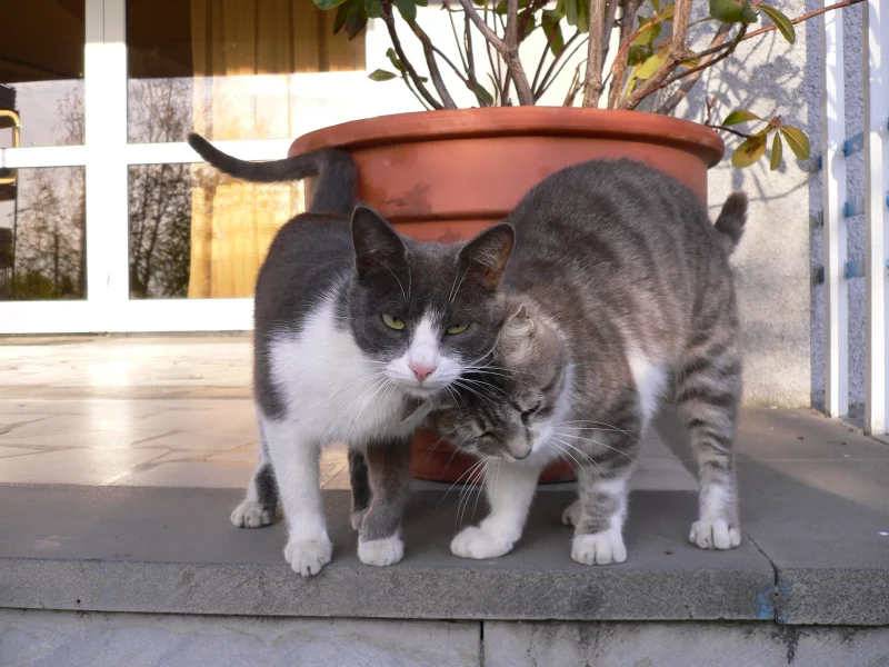 Кошки, котята