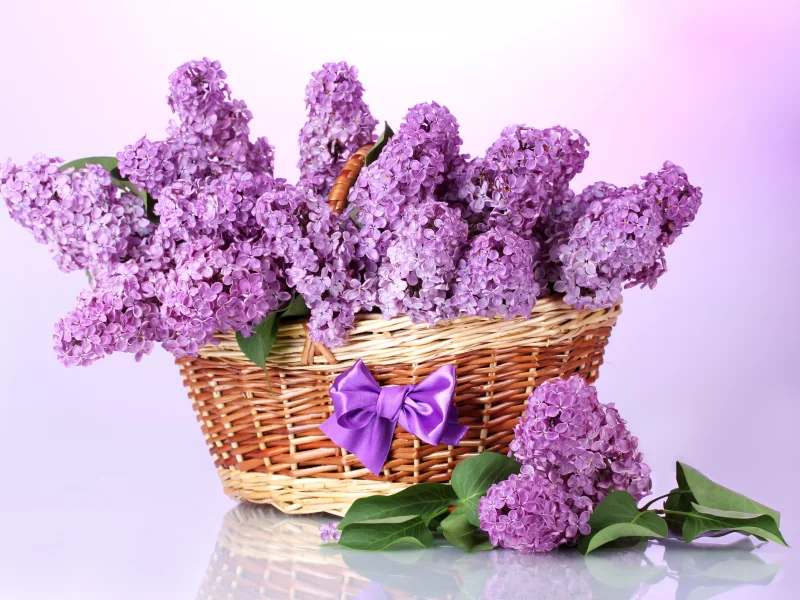бант, корзина, листья, цветы, ветки, Сирень, весна