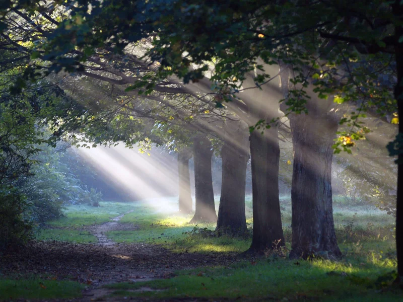 тропинка, morning sun, свет, Лес, природа