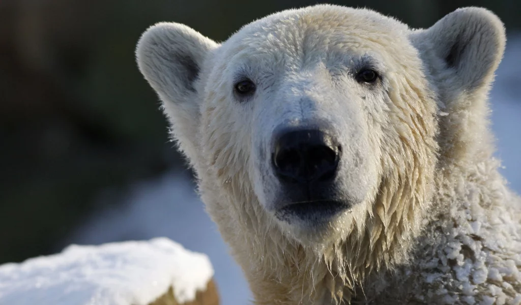 Белый медведь, взгляд, polar bear