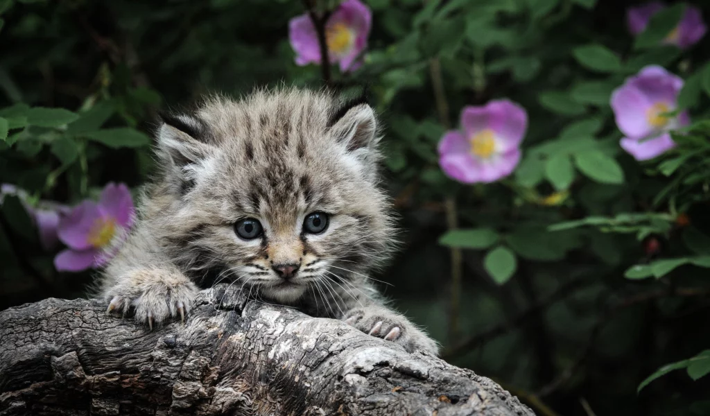 котенок, глаза, Кот, серый, когти, охота, каминь, фон