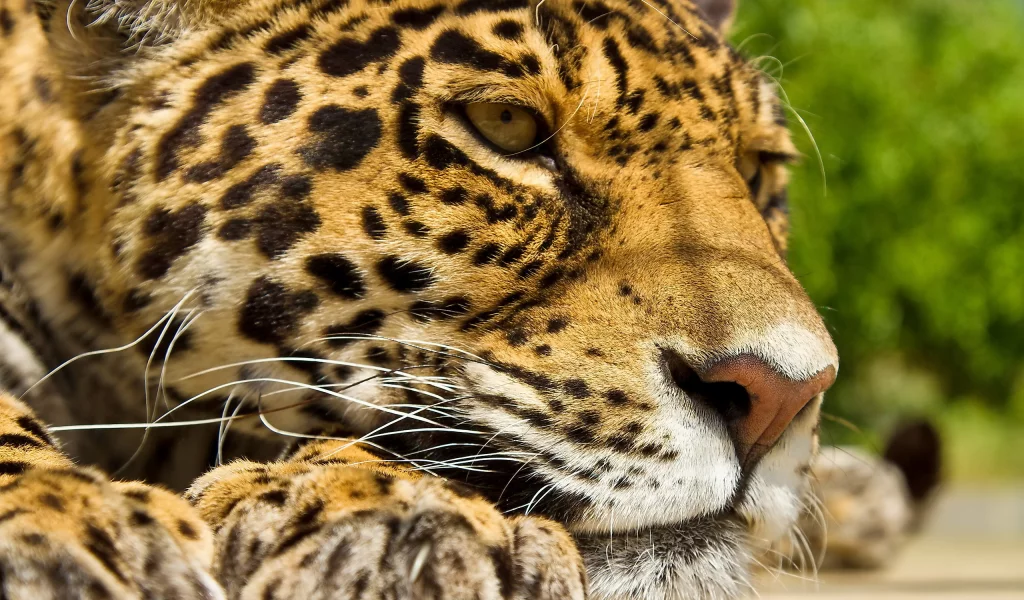 ягуар, лапы, усы, морда, отдых, Panthera onca