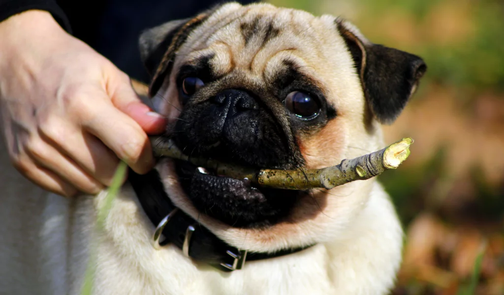 puppy, Мопс, взгляд, pug, щенок, пес, собака