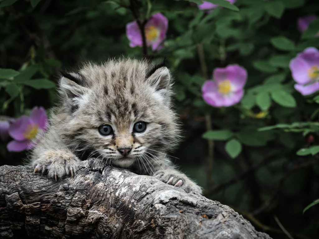котенок, глаза, Кот, серый, когти, охота, каминь, фон