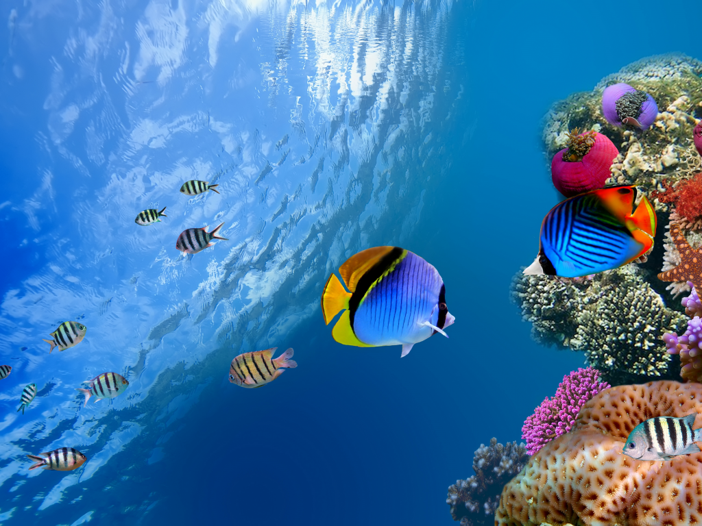 Underwater, коралл, море, од водой, рыба, sea, fish, coral, ocean, океан
