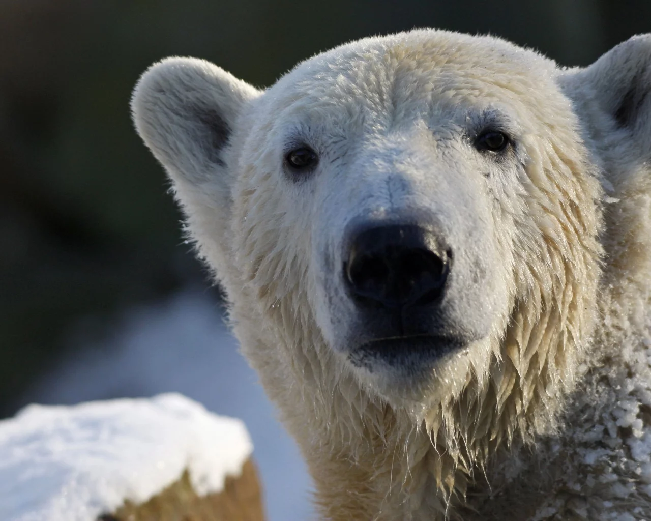 Белый медведь, взгляд, polar bear