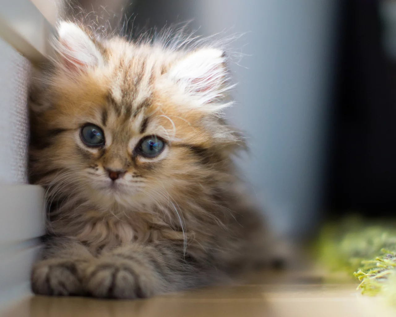 Котёнок, daisy, взгляд, c benjamin torode