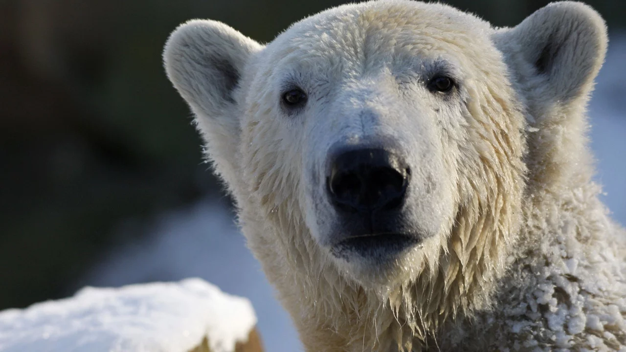 Белый медведь, взгляд, polar bear