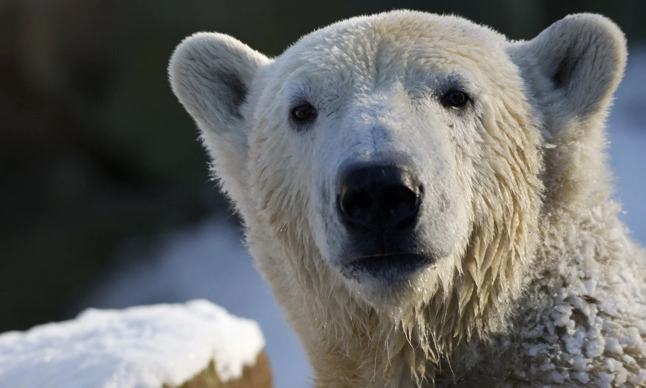 Белый медведь, взгляд, polar bear