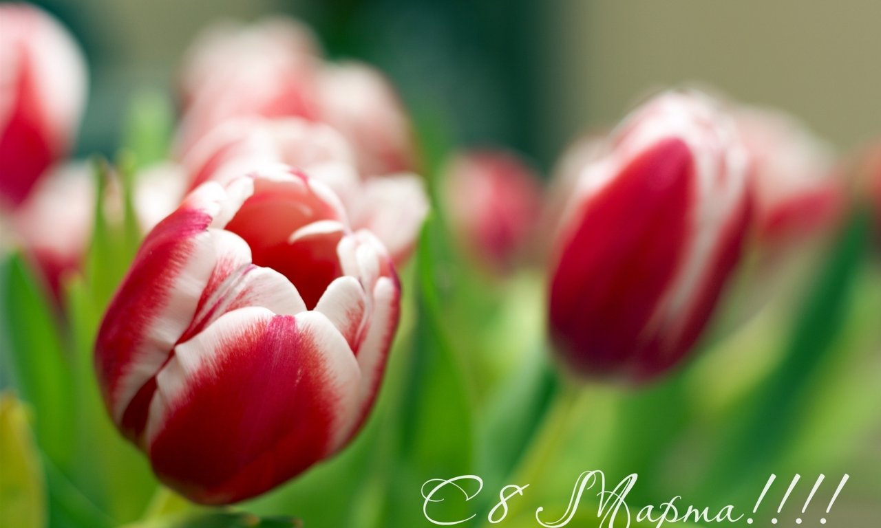 тюльпаны, Цветы, женщин, с, дорогих, 8 марта, всех