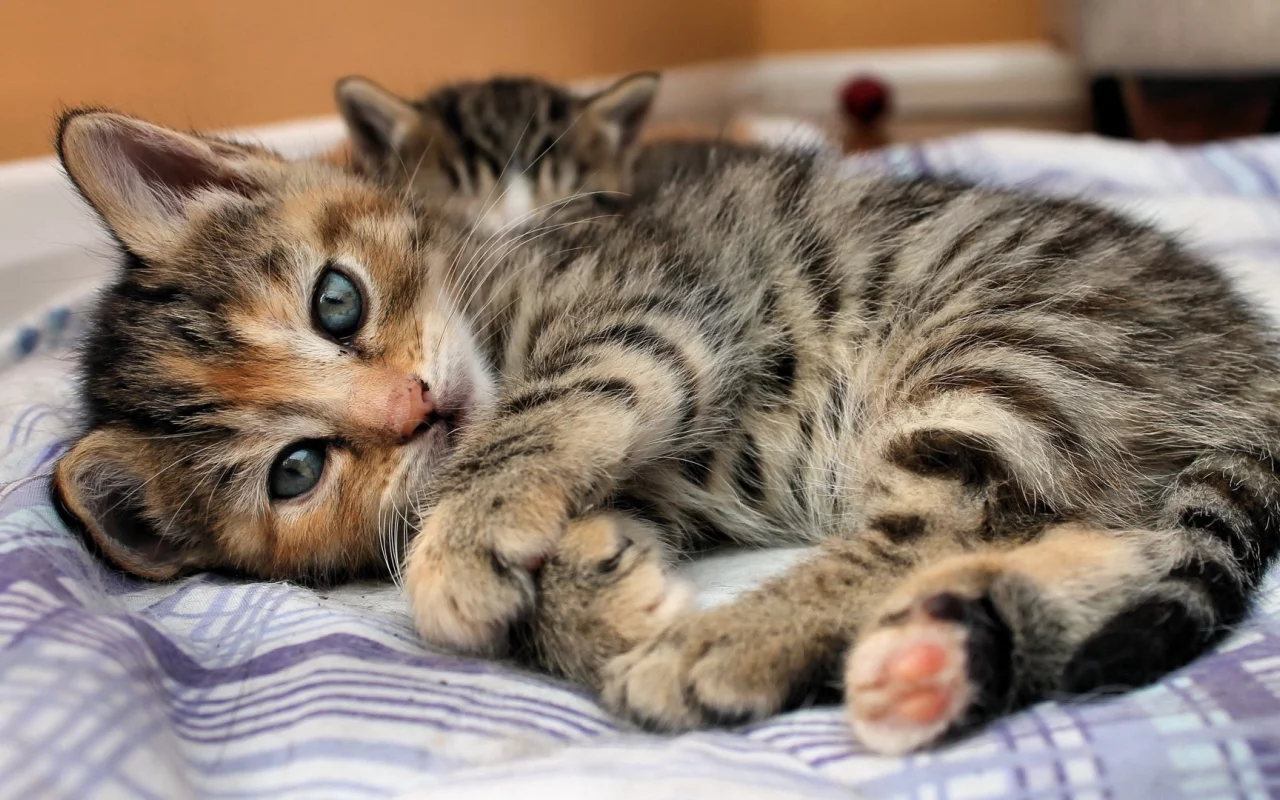 взгляд, глаза, Кошка, кровать, котенок, лежит, полоски
