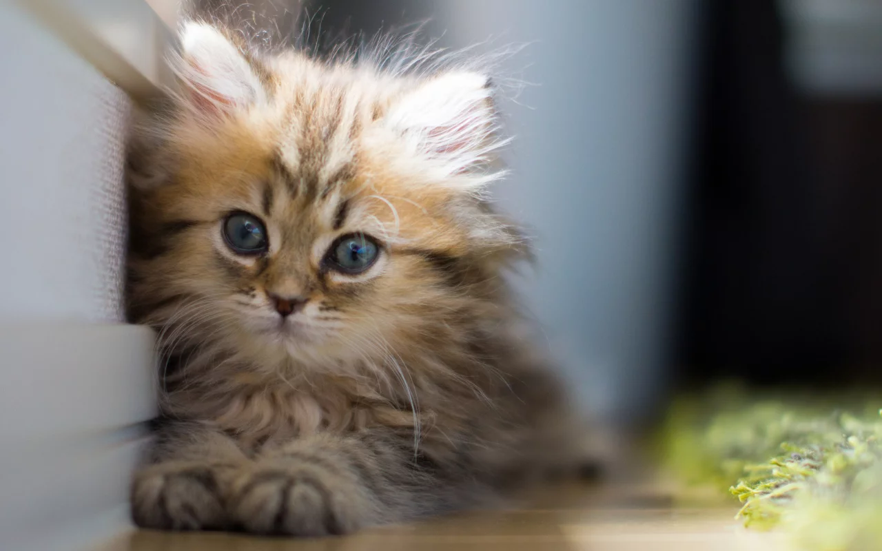 Котёнок, daisy, взгляд, c benjamin torode