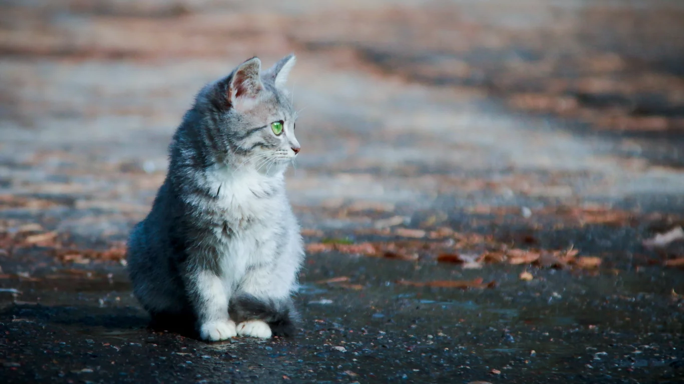 улица, Кошка, фон
