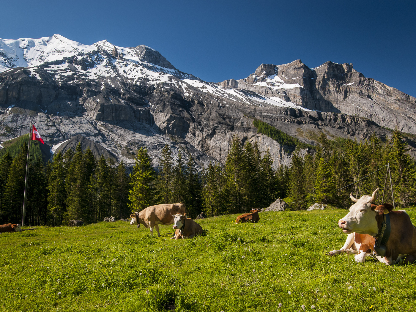 швейцария, Switzerland, луг, коровы, горы