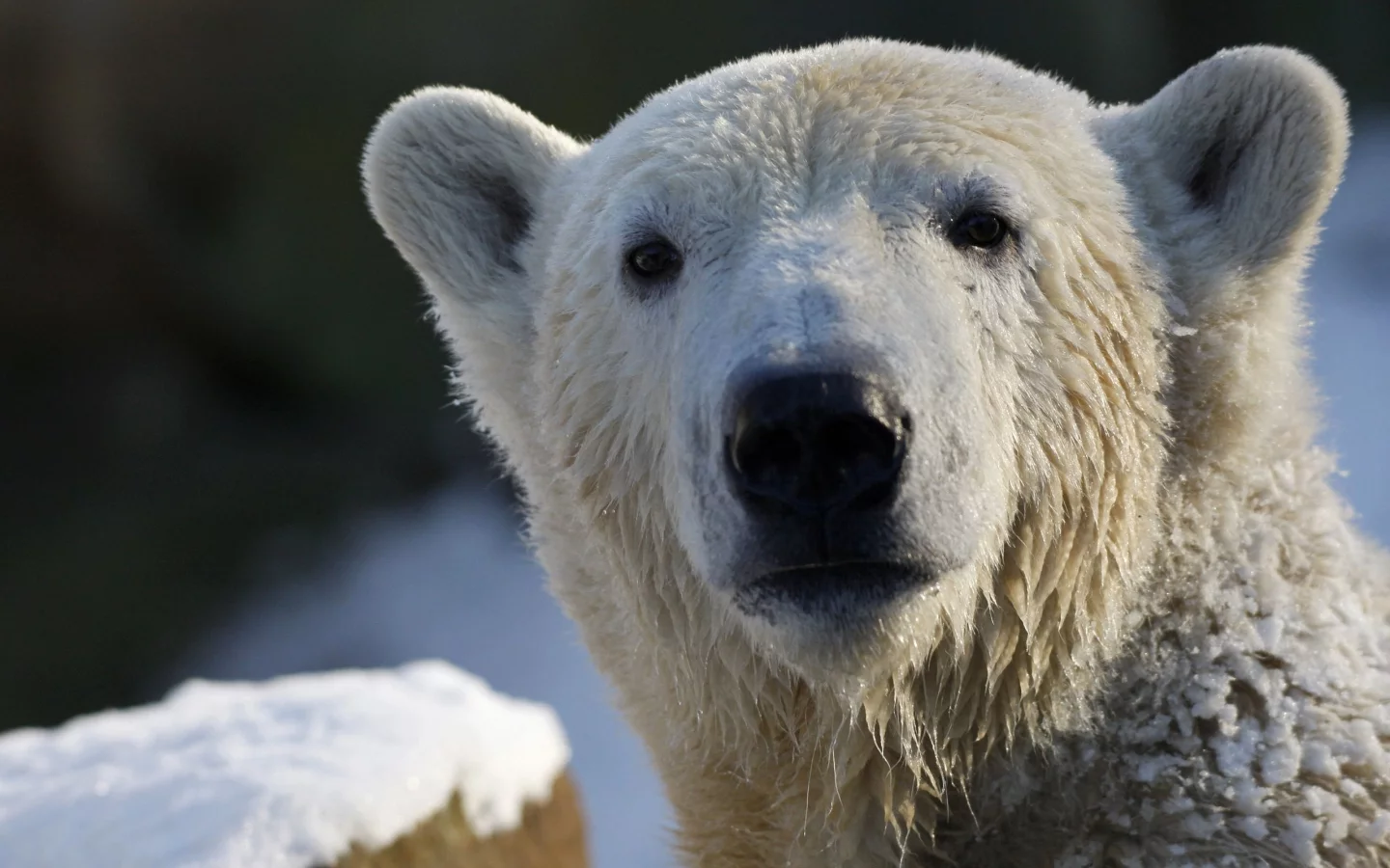 Белый медведь, взгляд, polar bear