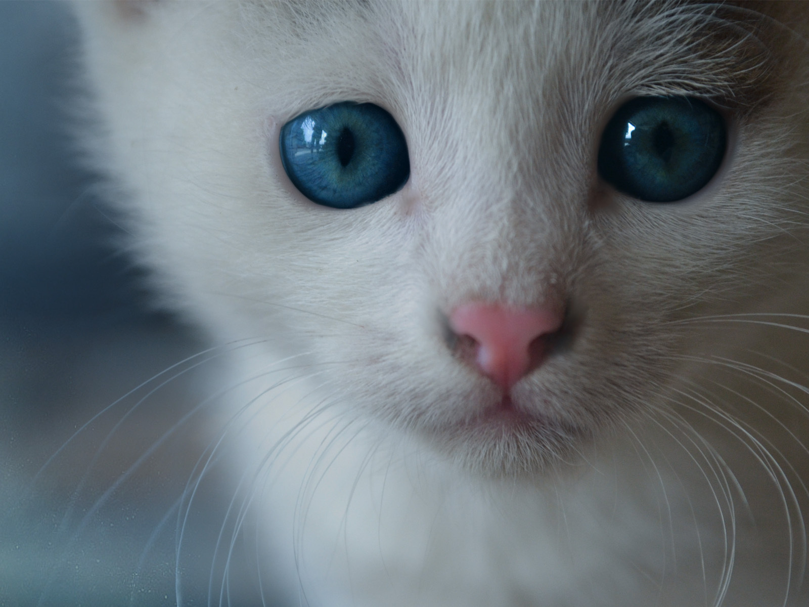 усы, голубые глаза, морда, мордочка, Котёнок, кошка, кот