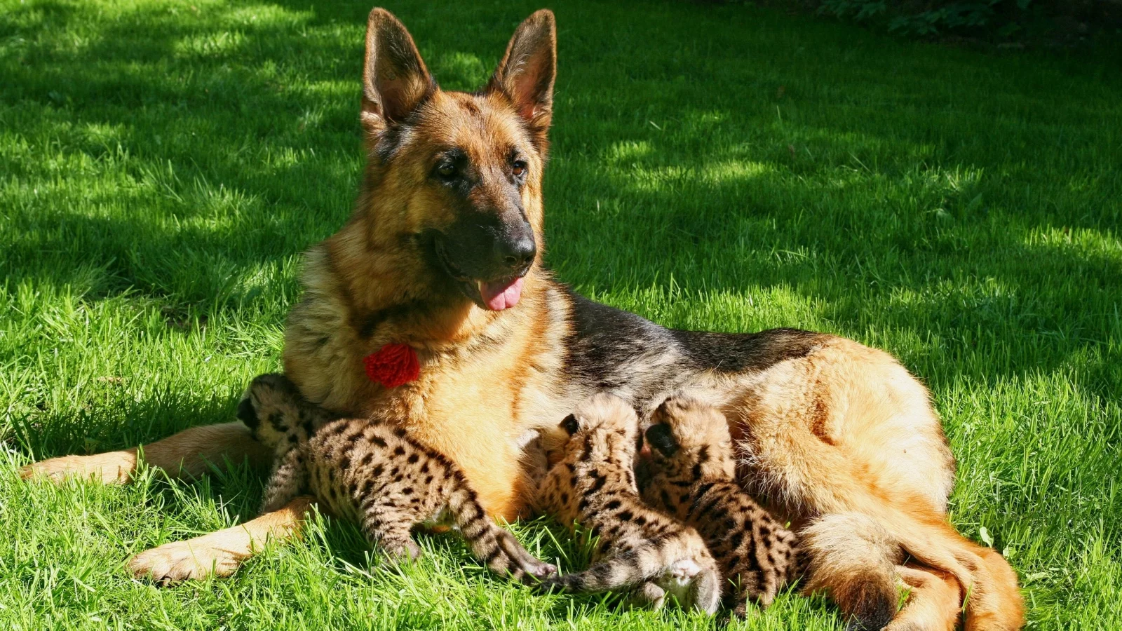 Собака, овчарка, кормление, пума, котята, детёныши пумы