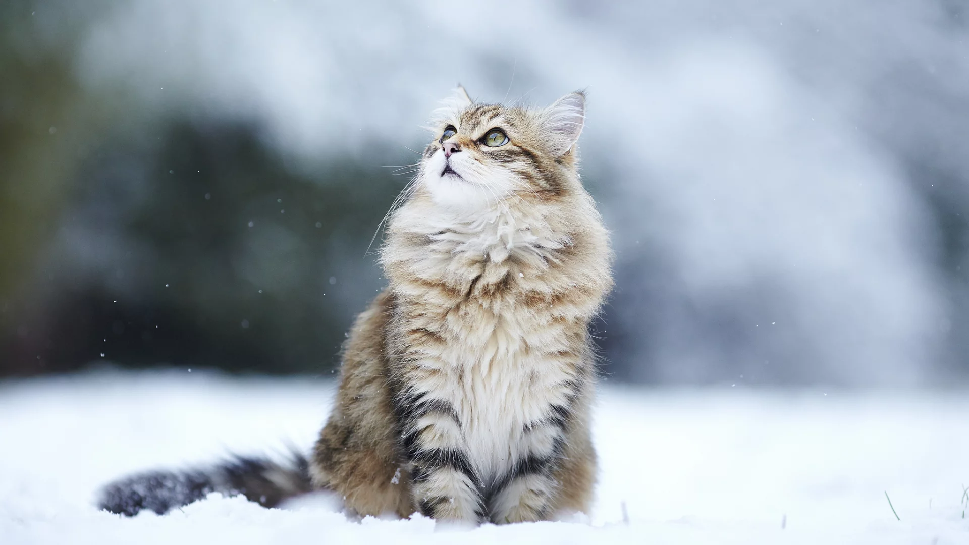 kitty, снег, кошка, зима, Cat, пушистая, взгляд, winter, snow