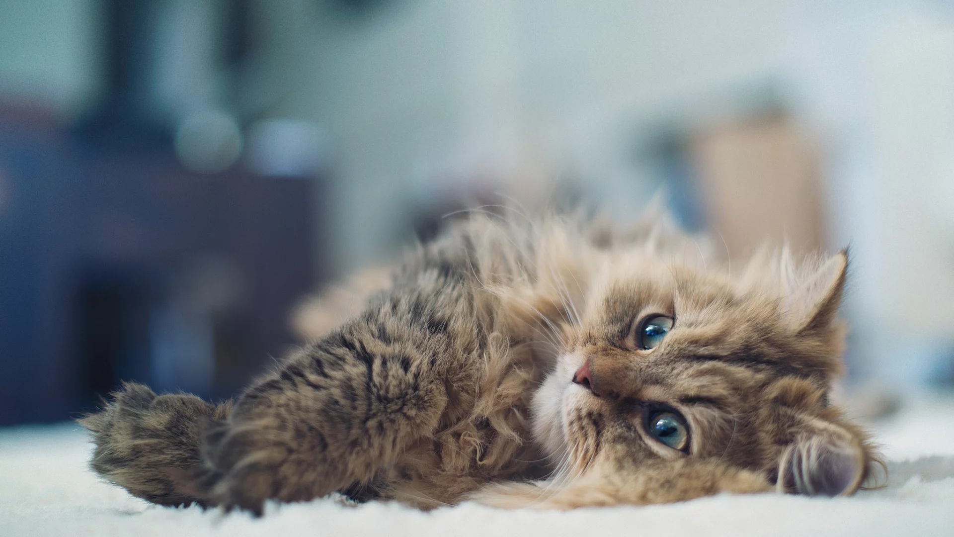 Daisy, benjamin torode, лежа, кошка, ben torode