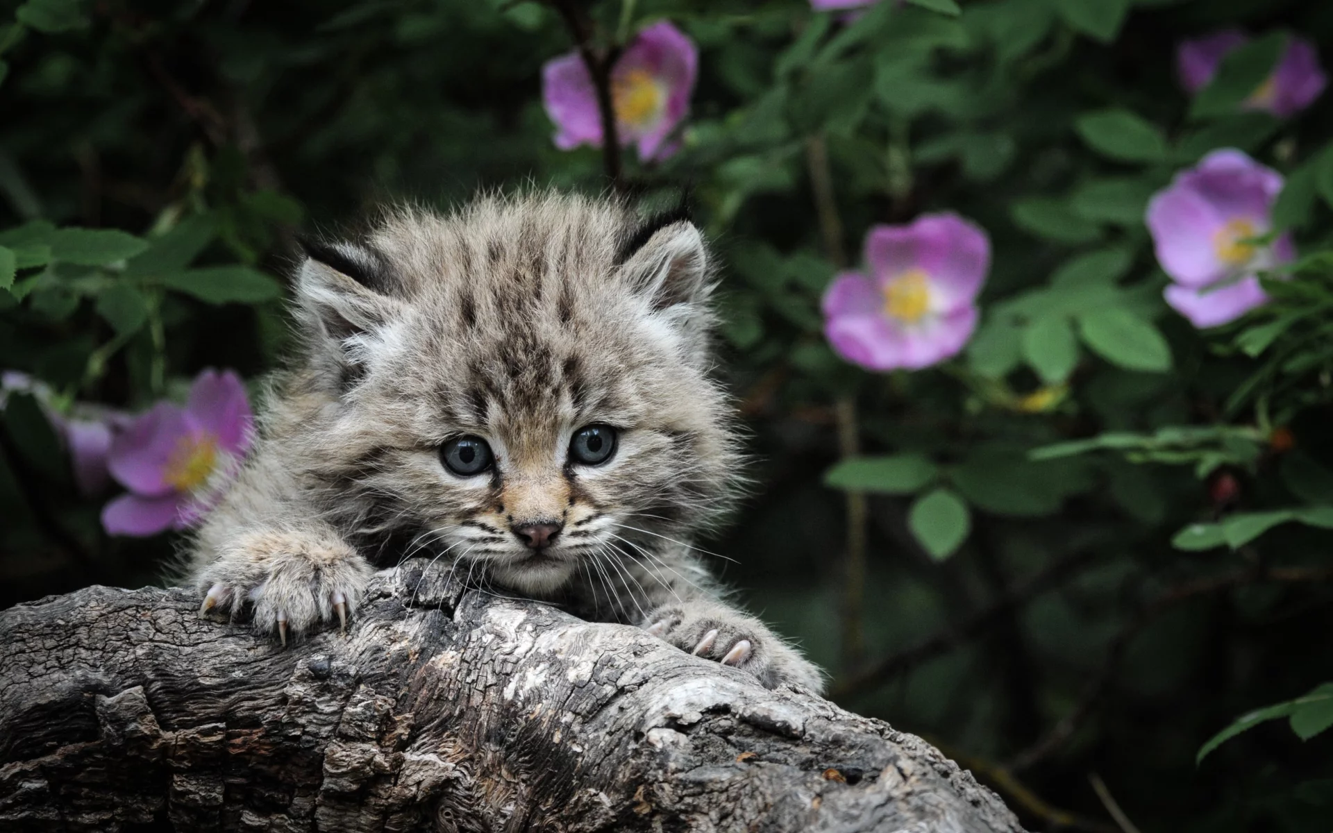 котенок, глаза, Кот, серый, когти, охота, каминь, фон