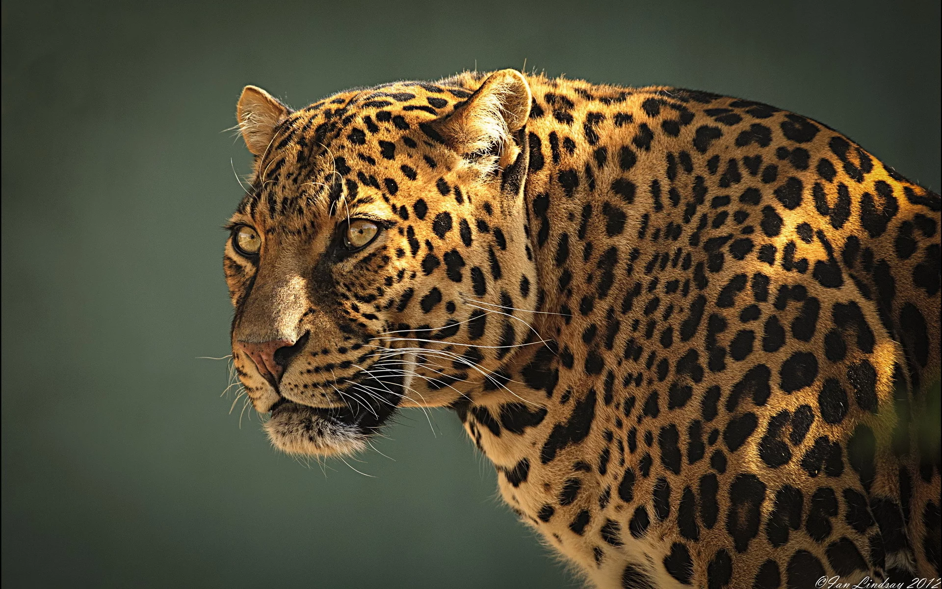 leopard, профиль, морда, Леопард, хищник